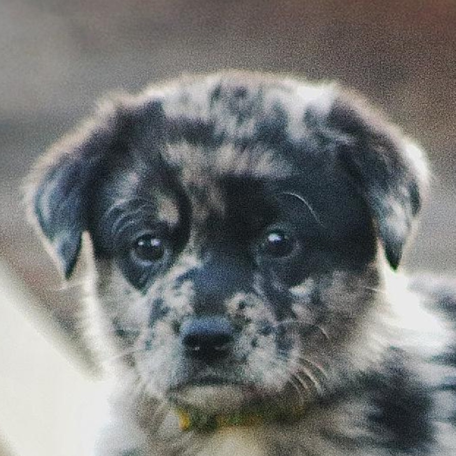 Little